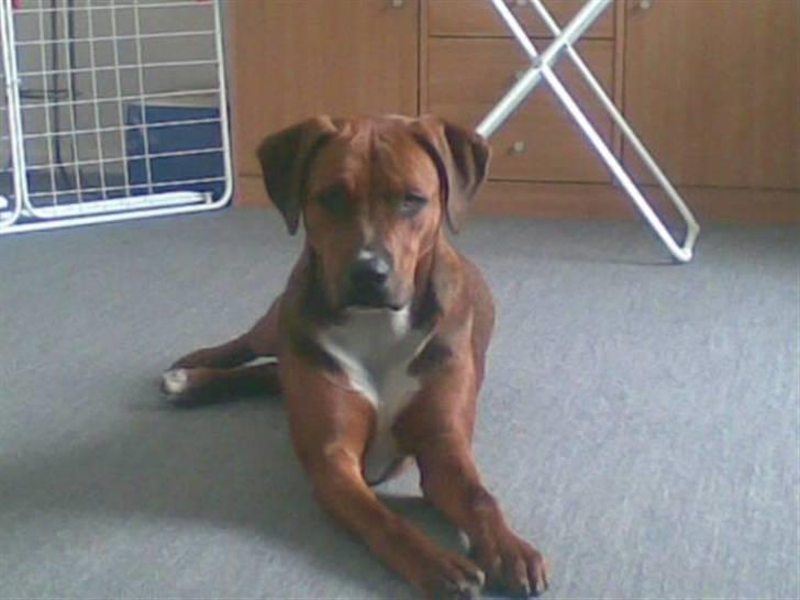 Blanding af racer Basse - ja her er jeg så midt i en pause gg billede 1