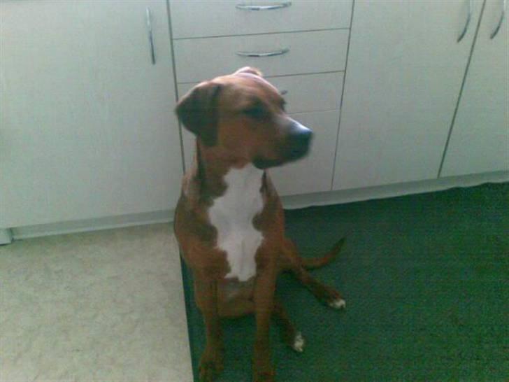 Blanding af racer Basse - sidder lige og småsover  billede 2