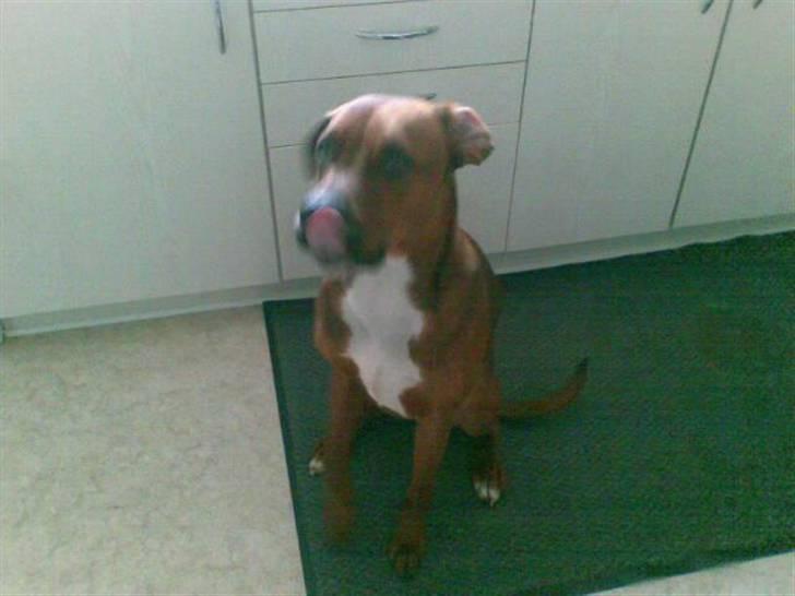 Blanding af racer Basse - men har det ene øre på sned billede 3