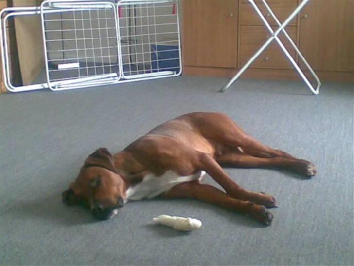 Blanding af racer Basse - puha det er et hårdt ben så er det godt at ligge foran brændeovnen billede 4