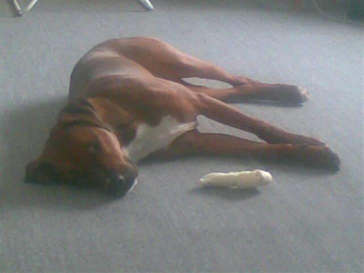 Blanding af racer Basse - og slapper og slapper gg :) billede 5