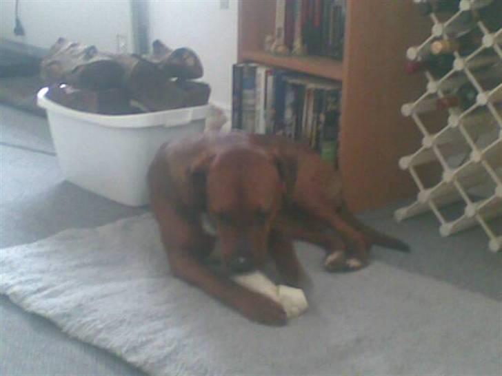 Blanding af racer Basse - motionerer lige tandsættet  billede 6