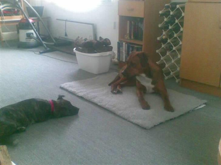 Blanding af racer Basse - her er min aller godeste ven sasha men desværre er hun R.I.P nu pga manglende hofteskål øv øv  billede 7