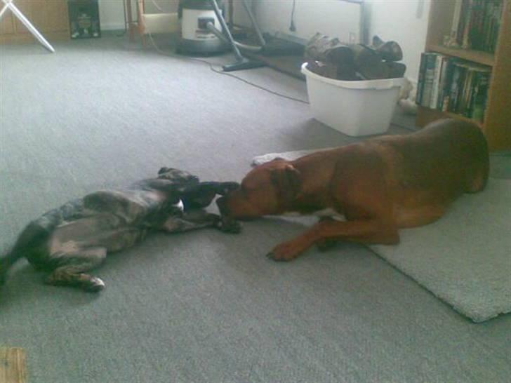 Blanding af racer Basse - hun er så sjov at lege med selvom jeg skal passe lidt på det lille fnug billede 8