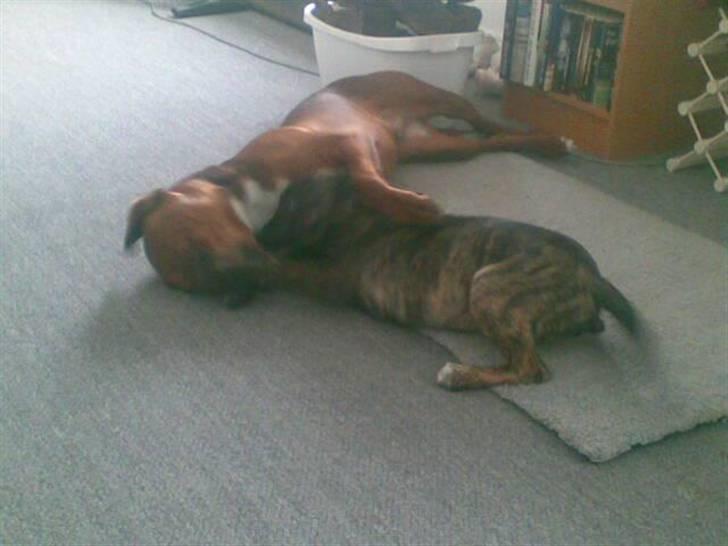 Blanding af racer Basse - ser vi ikk bare dejlige ud når vi ligger og hygger gg billede 9