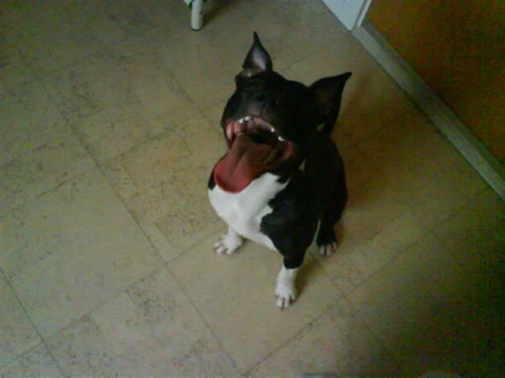 Amerikansk staffordshire terrier Shanti - Fars pige billede 6