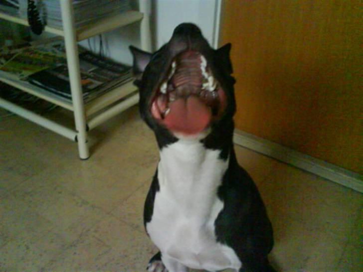 Amerikansk staffordshire terrier Shanti billede 7