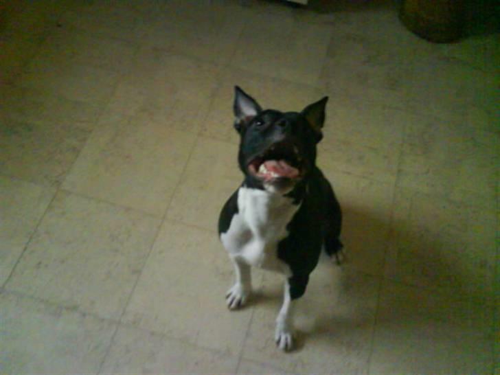 Amerikansk staffordshire terrier Shanti billede 8