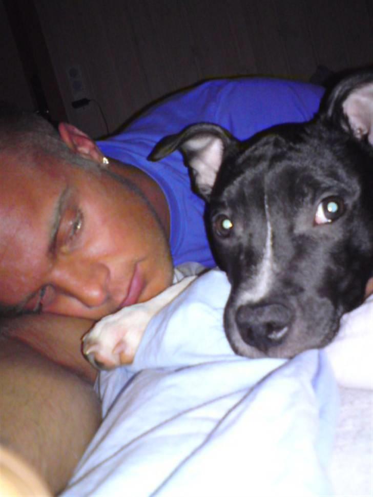 Amerikansk staffordshire terrier Shanti - da hun var lille billede 9