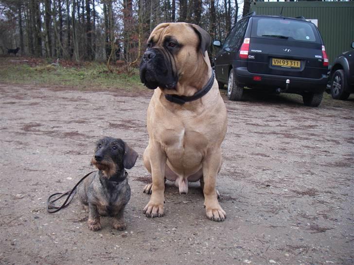 Bullmastiff Brak's nero - Mig og Chilli en af mine mange piger billede 17