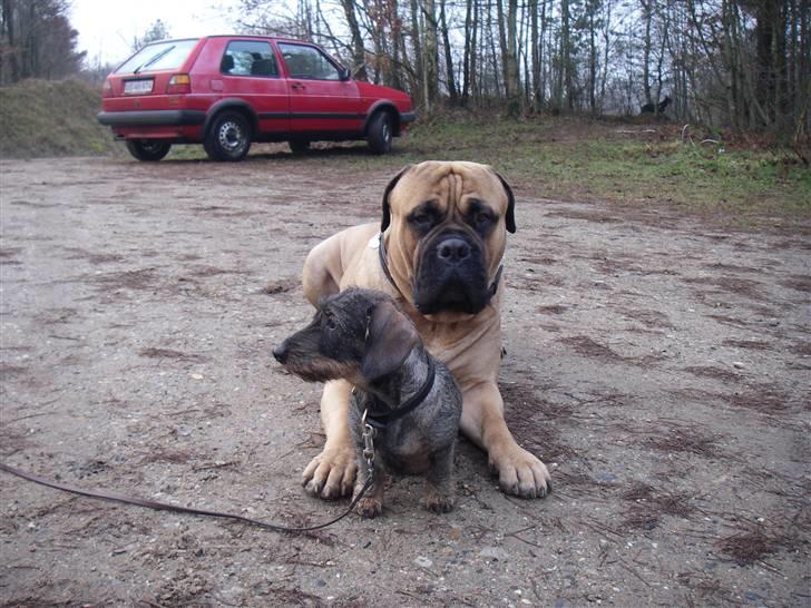 Bullmastiff Brak's nero - vi tager lige en hyggeslapper til træning billede 18