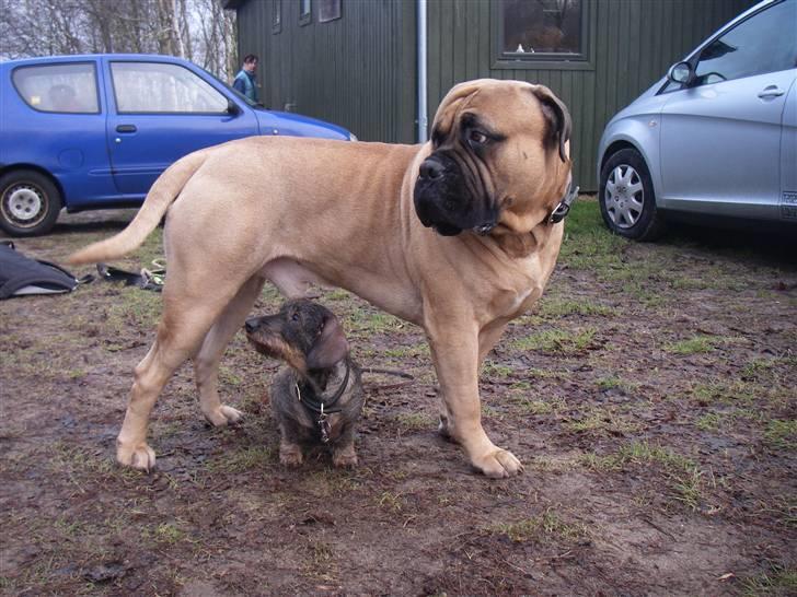 Bullmastiff Brak's nero - HOV, hvor blev hun af ???????? billede 19