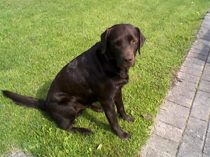 Labrador retriever Chiggo - Min dejlige Chiggo billede 1