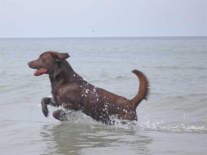 Labrador retriever Chiggo - Ude og bade ^^ billede 2