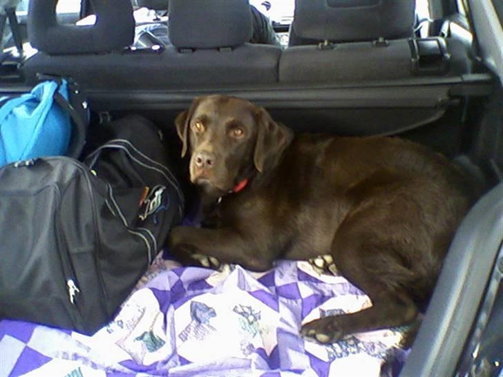 Labrador retriever Chiggo - På vej på ferie :D billede 3