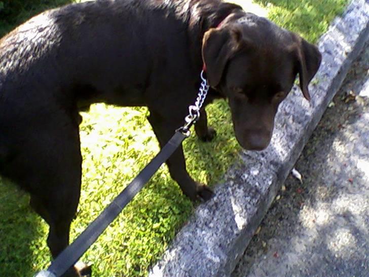 Labrador retriever Chiggo - Ude og gå tur :b billede 4