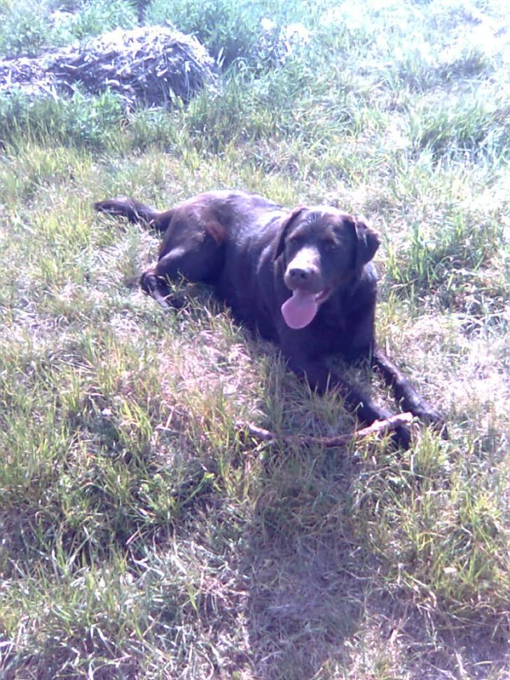 Labrador retriever Chiggo - Ude ved havet i sivene ^^ billede 5