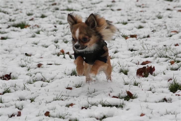 Chihuahua <3 Darwin <3 - Gensynsglæde med sneen julen 2009 billede 19