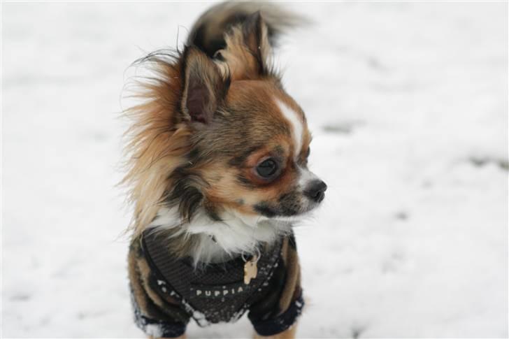 Chihuahua <3 Darwin <3 - Den første dag med sne julen 2009 billede 20