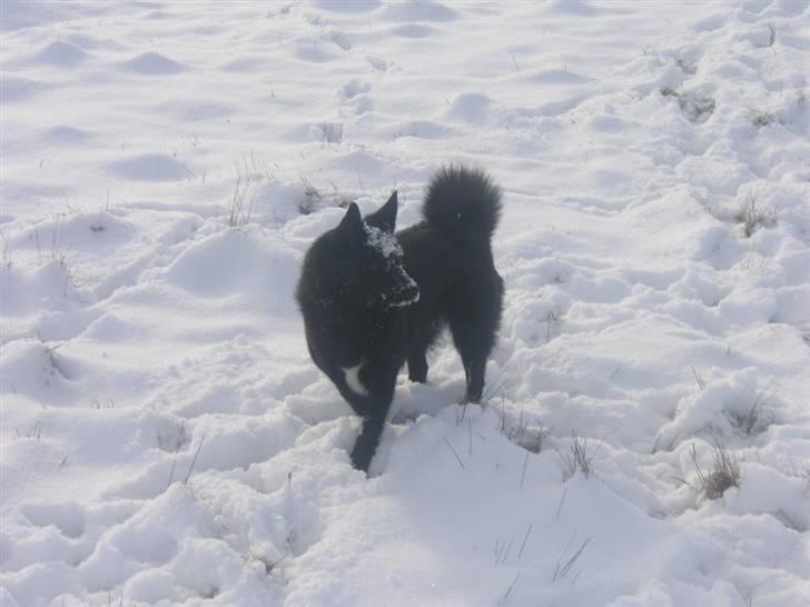 Norsk buhund Anti - "Jeg elsker at lede efter mus i sneen" billede 15