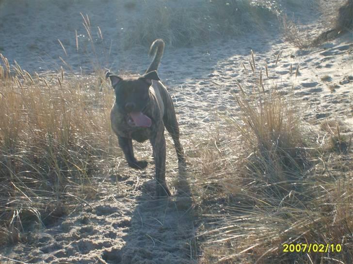 Boerboel Anasha Zanto - En vinterdag på stranden.  billede 14