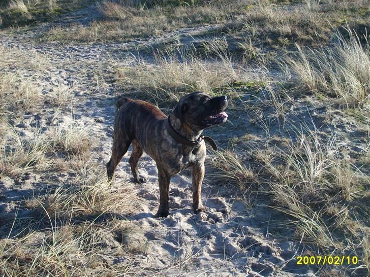 Boerboel Anasha Zanto - skøn dag. billede 15