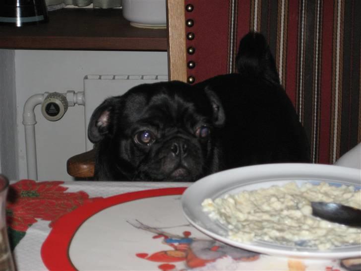 Mops emma *himmelhund* billede 18