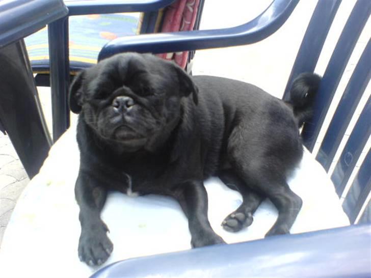 Mops emma *himmelhund* billede 19