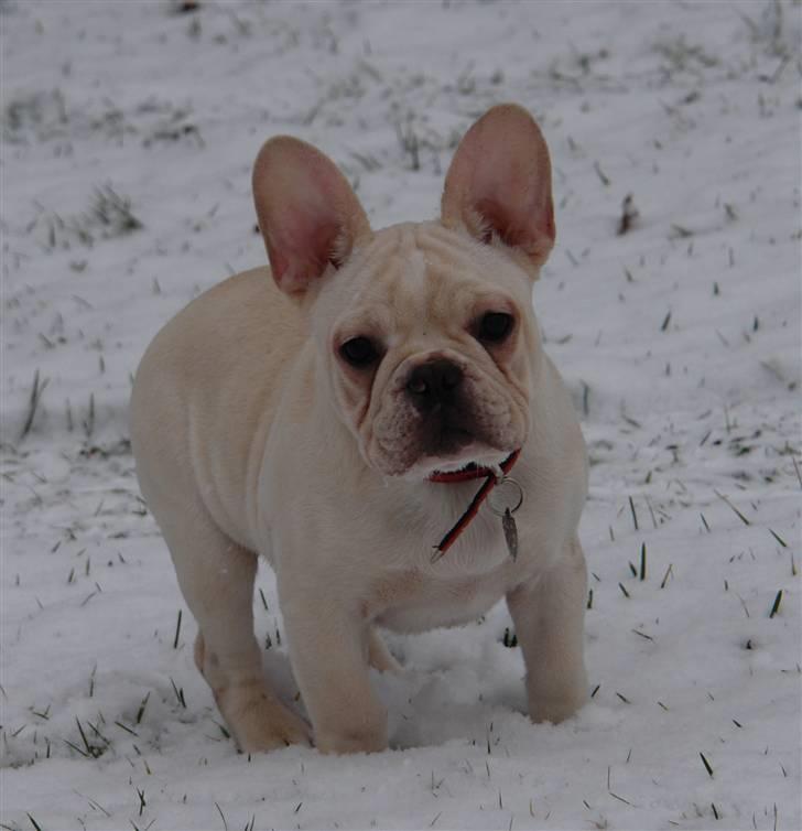Fransk bulldog Dixie Baby DVDB billede 7