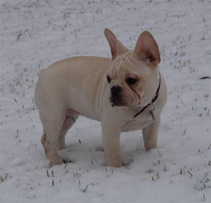 Fransk bulldog Dixie Baby DVDB billede 8