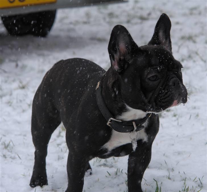 Fransk bulldog Ecstasy Of Mini Bombázó - 9 måneder gammel billede 12