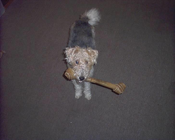 Ruhåret foxterrier tøsen - se mit nye tyggeben billede 9