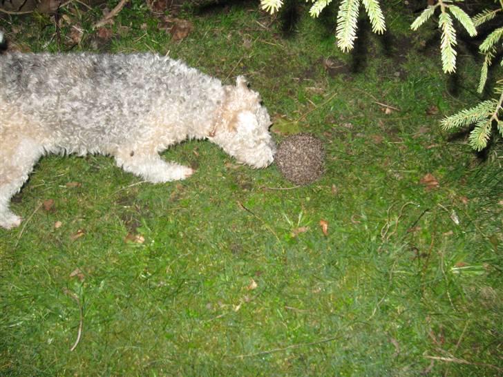 Ruhåret foxterrier tøsen - av, det er ikke bolden billede 10