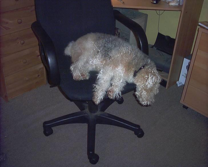 Ruhåret foxterrier tøsen - min stol billede 11