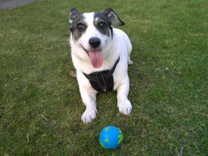 Blanding af racer Oscar - Jeg kender min bedste vinkel, man kan nemlig ikke se min tykke mave. :-) billede 1