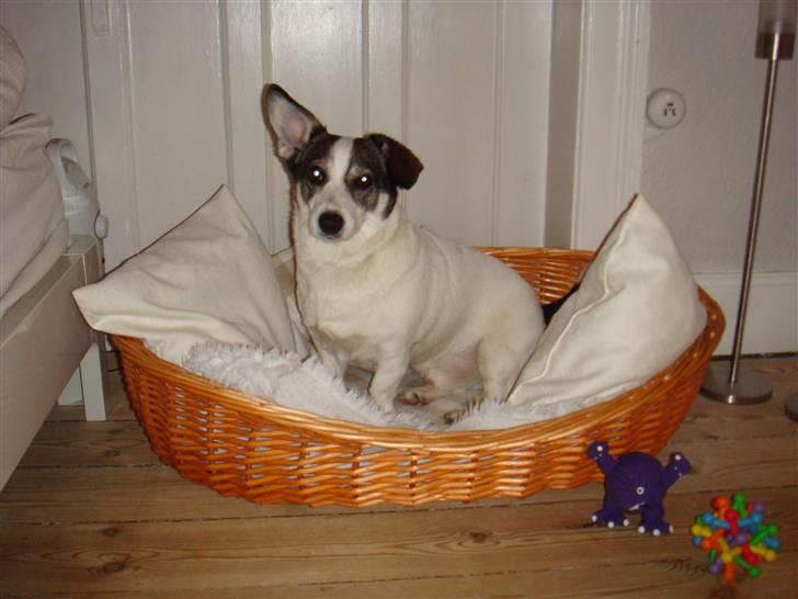 Blanding af racer Oscar - Hygge i kurven. :-) billede 2