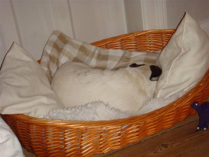 Blanding af racer Oscar billede 3