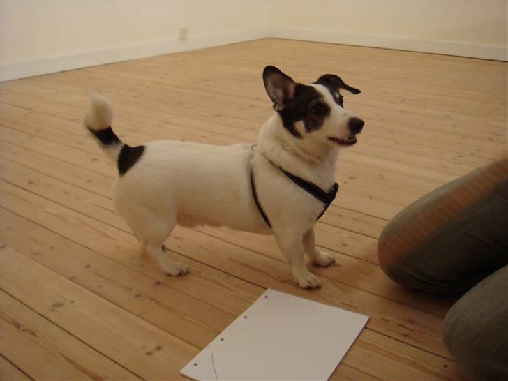 Blanding af racer Oscar billede 4