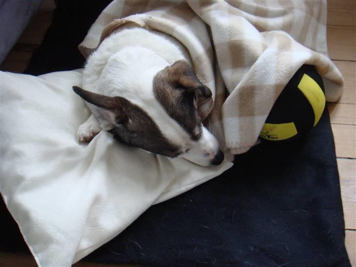 Blanding af racer Oscar billede 5