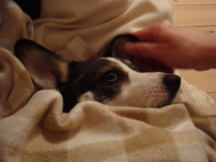 Blanding af racer Oscar billede 6