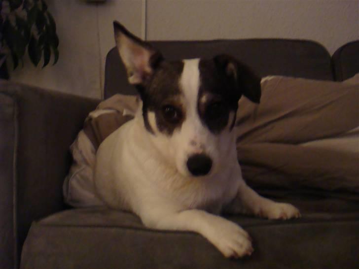 Blanding af racer Oscar billede 7