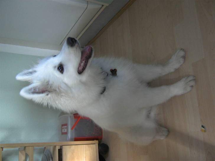 Samojedhund Nanok billede 6