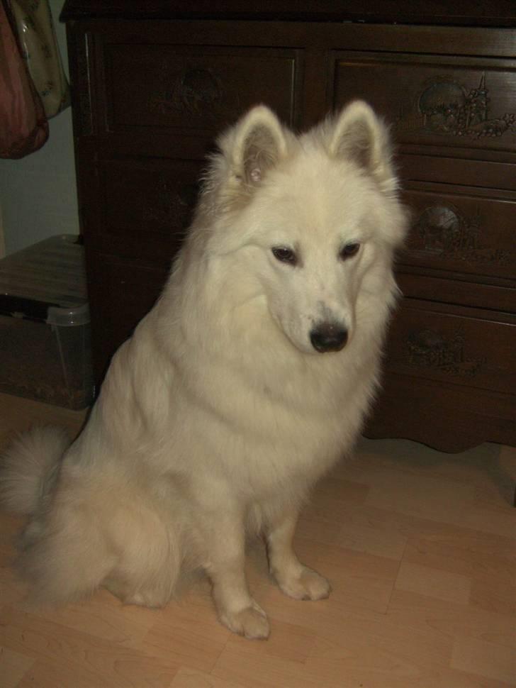 Samojedhund Nanok billede 7