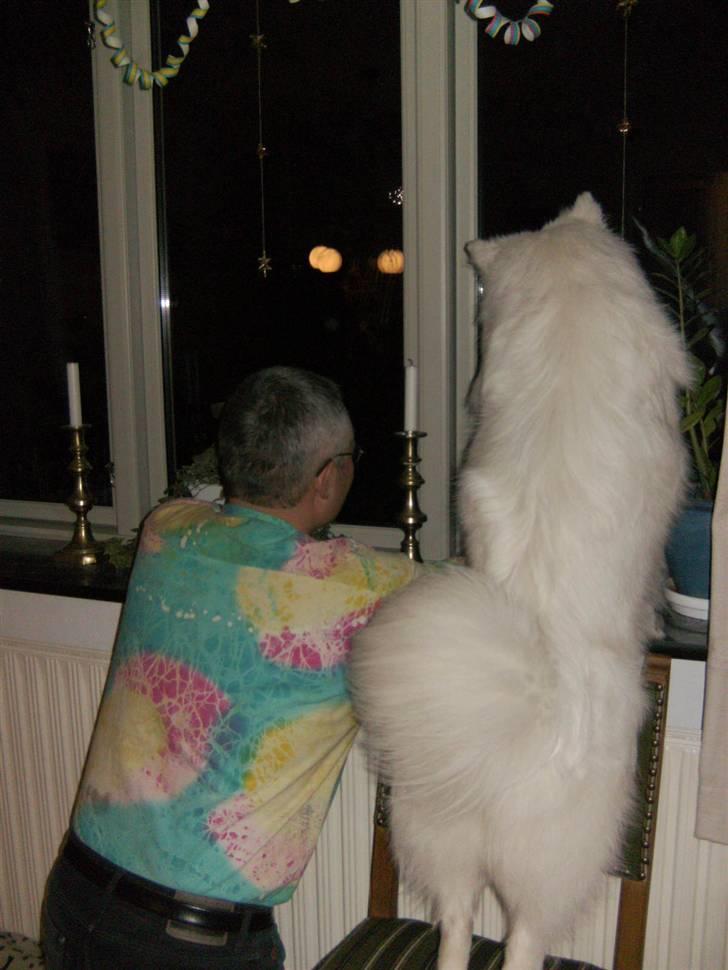 Samojedhund Nanok billede 8