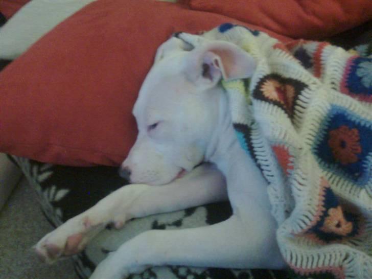 Amerikansk staffordshire terrier *bor hos min eks nu*Chica billede 7