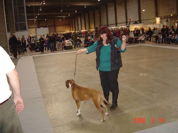 Boxer Joana - Joana i CHAMP klassen billede 6