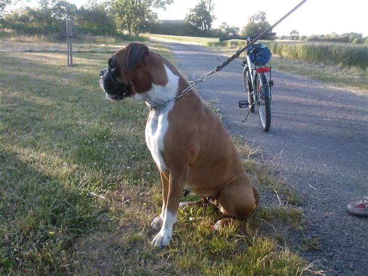 Boxer Joana - Joana på cykeltur 5 år billede 7