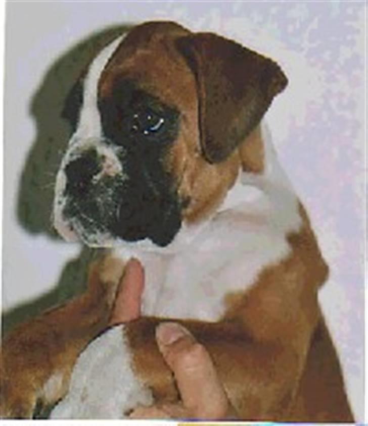 Boxer Joana - Joana 7 uger- så kan man godt forstå vi faldt for hende... billede 8