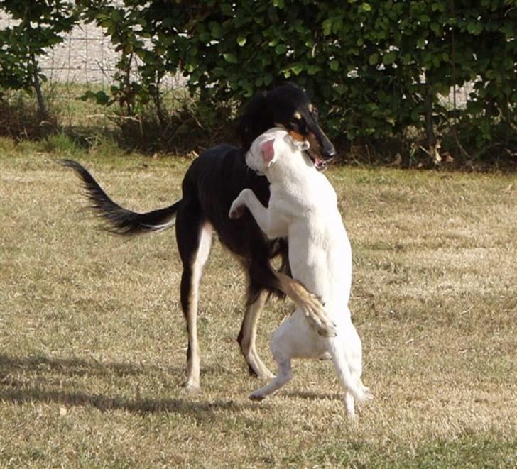Jack russell terrier lille lindholds Laban - nia & laban slogs (for sjov) ;p billede 8