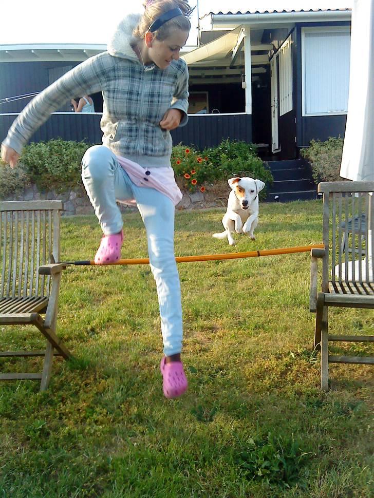 Jack russell terrier lille lindholds Laban - jeg springer med laban <3 billede 9